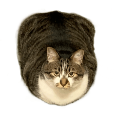 [LINEスタンプ] 人生に猫は必需