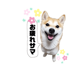 [LINEスタンプ] 豆柴のくるみです