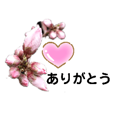 [LINEスタンプ] 写真を使って（17）の画像（メイン）