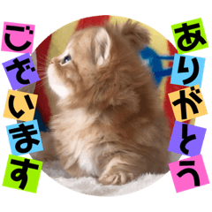 [LINEスタンプ] ねこまーち ふわふわプリンス