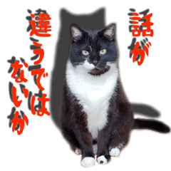 [LINEスタンプ] 筋肉猫のめなさん（日常編）