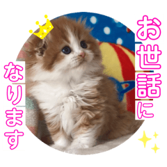 [LINEスタンプ] ねこまーち 艶やかベイビー