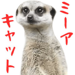 [LINEスタンプ] ほほえみフレンズ BIGなミーアキャットの画像（メイン）