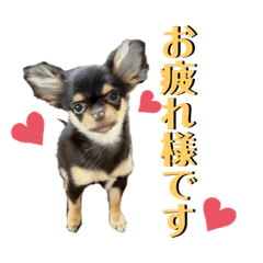 [LINEスタンプ] チョコレートラテ❤️パピーバージョン