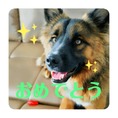 [LINEスタンプ] 元野犬・ぴーすけ