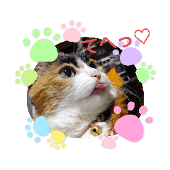 [LINEスタンプ] 三毛猫みみちゃん