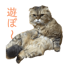 [LINEスタンプ] 猫 スタンプ 2