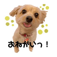 [LINEスタンプ] もぐもぐくうちゃん