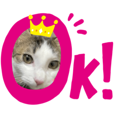 [LINEスタンプ] tocco/special②/猫/レオ/リキ/カイ/
