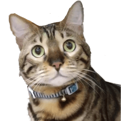 [LINEスタンプ] ネオ スタンプ 第四弾