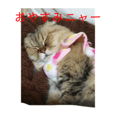 [LINEスタンプ] 猫 スタンプ 3