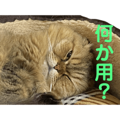 [LINEスタンプ] 猫 スタンプ 1