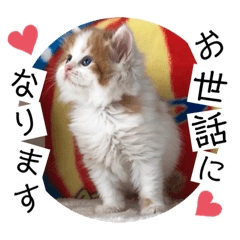 [LINEスタンプ] ねこまーち ダイヤモンドプリンス