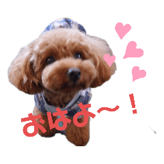 [LINEスタンプ] トイプー結愛の朝