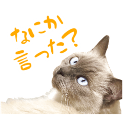 [LINEスタンプ] 長毛さんちの猫スタンプ