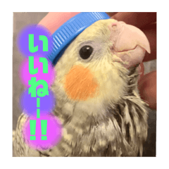 [LINEスタンプ] インコちゃん！！