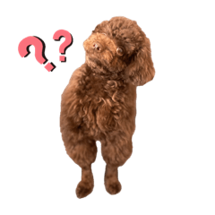 [LINEスタンプ] ブラウントイプードルの日常