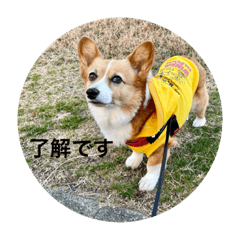[LINEスタンプ] コーギーゆずスタンプ②