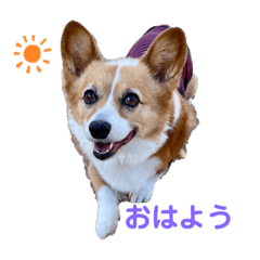 [LINEスタンプ] コーギーゆずスタンプ③