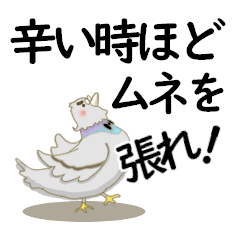 [LINEスタンプ] ジェントル鳩ムラ氏の真摯なスタンプ