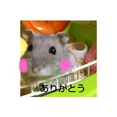 [LINEスタンプ] かわいいハッピーちゃん
