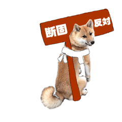 [LINEスタンプ] 柴犬こむぎだよ