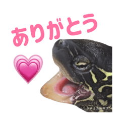 [LINEスタンプ] 亀のさっちゃん写真版