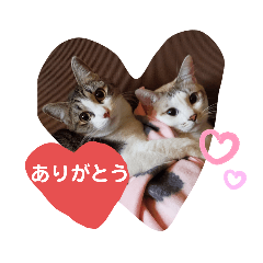 [LINEスタンプ] こたてつ