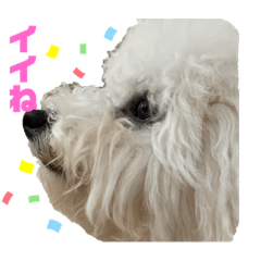 [LINEスタンプ] ビションフリーゼ犬なごみ4