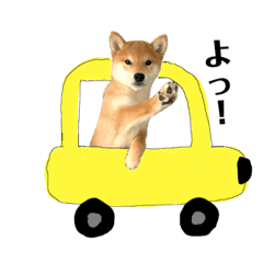 [LINEスタンプ] 柴犬のぶ＆ダイゴ