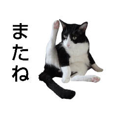 [LINEスタンプ] はちわれやまとcat