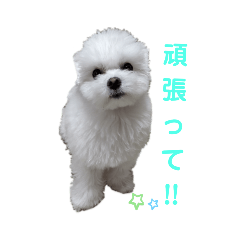 [LINEスタンプ] マルチーズのめめちゃん2