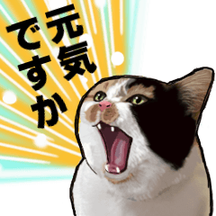 [LINEスタンプ] ネコトリオ リカちゃんハウス