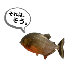 [LINEスタンプ] お魚♡STYLE