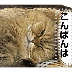 [LINEスタンプ] 猫のメッセージスタンプ2