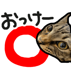 [LINEスタンプ] ほのぼのシュールなうちの猫