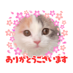 [LINEスタンプ] 神の子マフィン