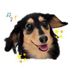 [LINEスタンプ] ダックス仲間1