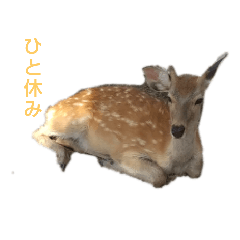 [LINEスタンプ] しかっとスタンプ