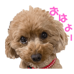 [LINEスタンプ] トイプードル 犬