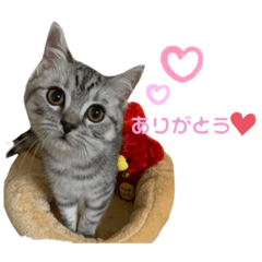 [LINEスタンプ] うちの虎太の日常♡