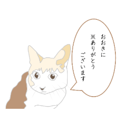 [LINEスタンプ] 関西弁の猫(訳付き)