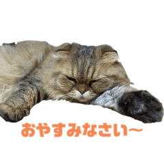 [LINEスタンプ] 猫 スタンプ 1  2 改 3 のセット