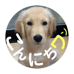 [LINEスタンプ] ゴールデンのまろちゃん