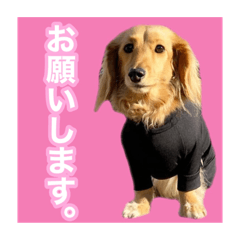[LINEスタンプ] かえで＆もみじ*ミニチュアダックスフント5