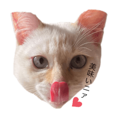 [LINEスタンプ] かわいい白猫の甘えん坊スタンプ^_^
