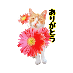 [LINEスタンプ] 猫とお花の日常使えるスタンプ
