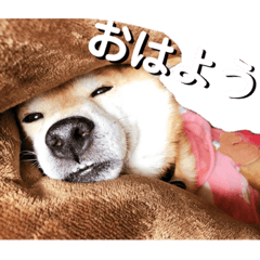 [LINEスタンプ] 竜愛くんスタンプ