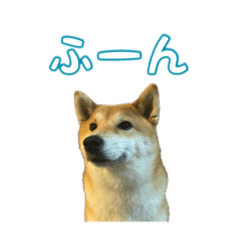 [LINEスタンプ] 柴犬ゆずの毎日使えるスタンプ