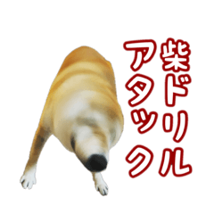 [LINEスタンプ] 柴犬ゆずの毎日使えるスタンプ②